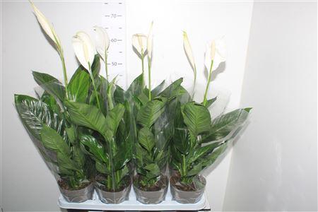 Горшечные цветы и растения оптом Spath Sweet Silvio 2+ от 8шт из Голландии с доставкой по России