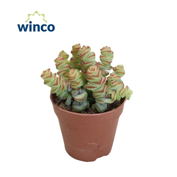 Горшечные цветы и растения оптом Crassula Marneriana от 20шт (для телеги) из Голландии с доставкой по России