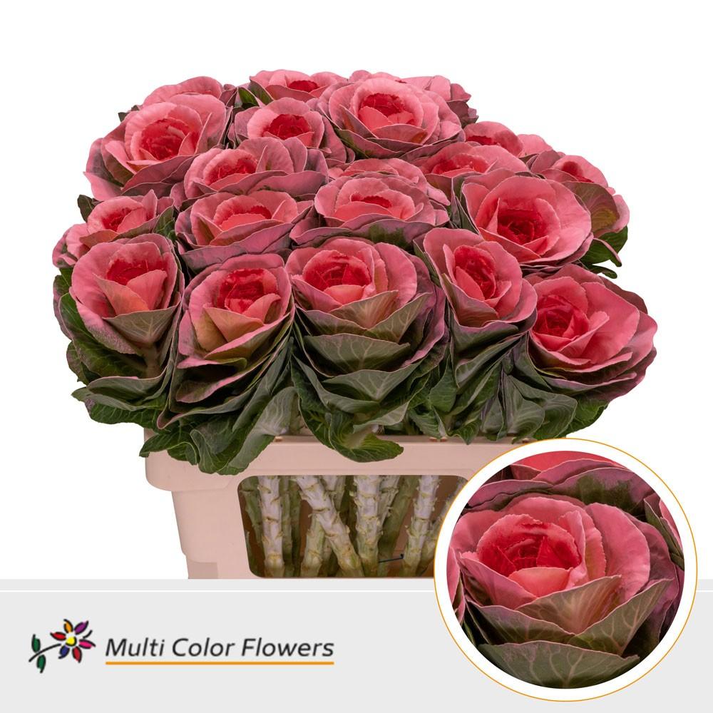Срезанные цветы оптом Brassica paint pink + red eye от 20шт из Голландии с доставкой по России
