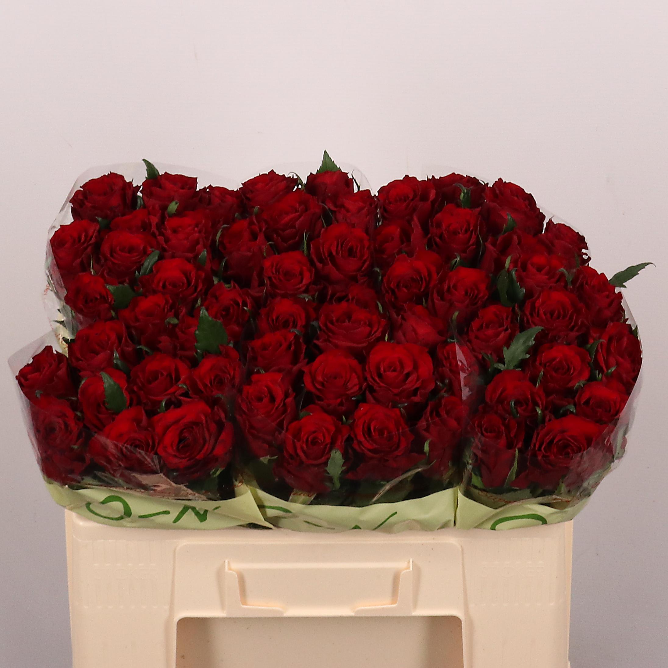 Срезанные цветы оптом Rosa large other (klok 08) от 60шт из Голландии с доставкой по России