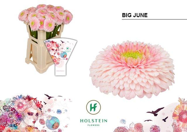 Срезанные цветы оптом Gerbera gerponi big june от 40шт из Голландии с доставкой по России