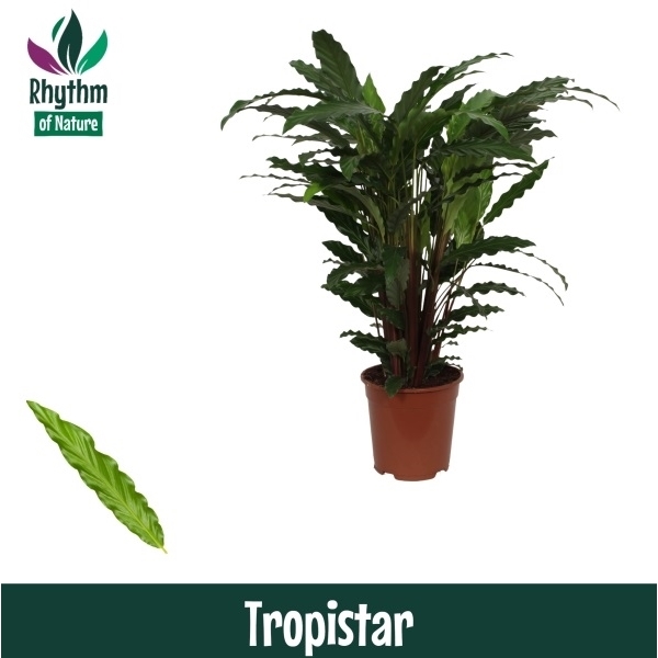 Горшечные цветы и растения оптом Calathea Tropistar (rhythm Of Nature) от 1шт из Голландии с доставкой по России