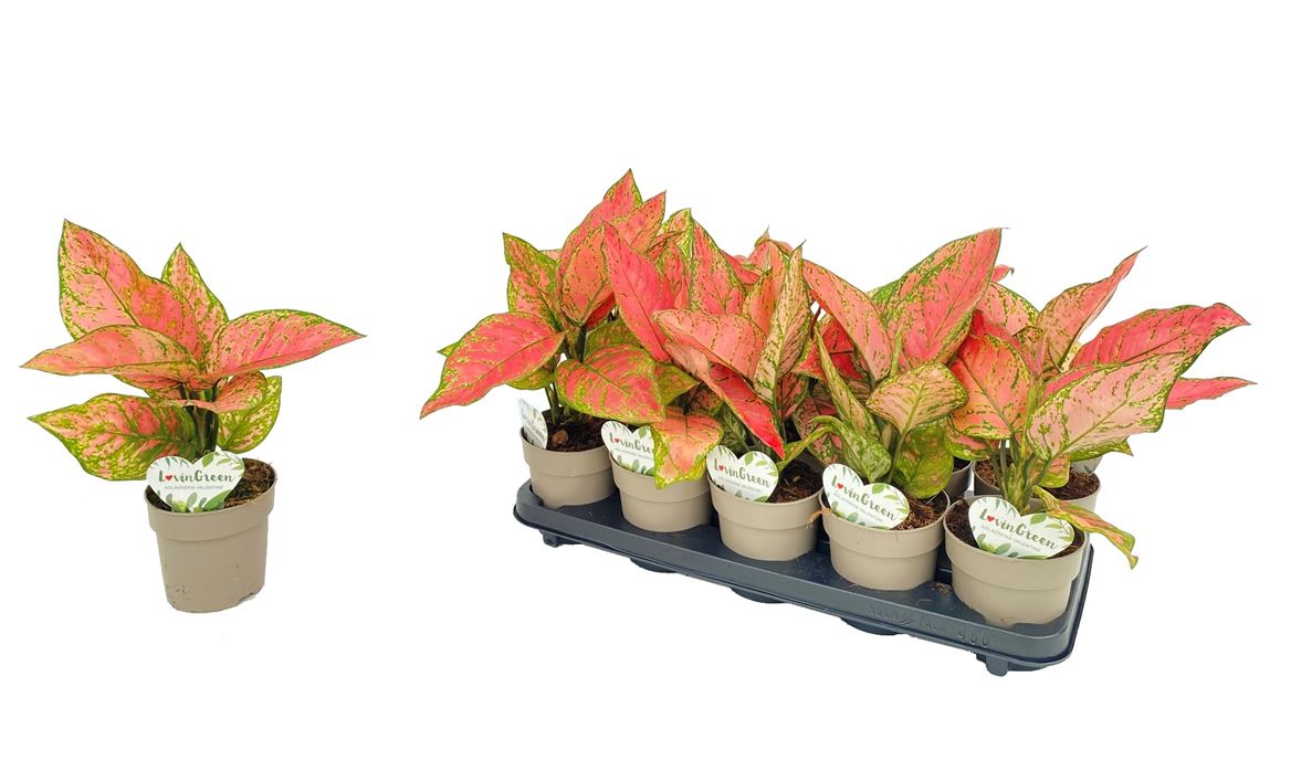 Горшечные цветы и растения оптом Aglaonema Valentine от 10шт из Голландии с доставкой по России