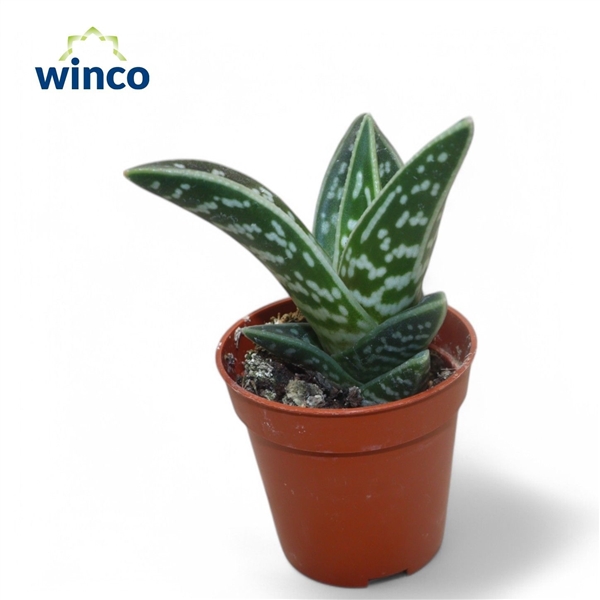 Горшечные цветы и растения оптом Aloe Variegata от 20шт (для телеги) из Голландии с доставкой по России