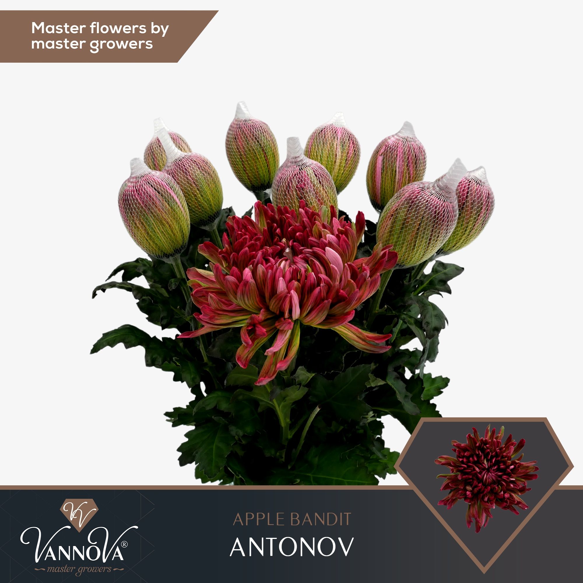 Срезанные цветы оптом Chrys bl paint antonov apple bandit от 120шт из Голландии с доставкой по России