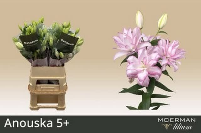 Срезанные цветы оптом Lilium or dbl roselily anouska от 20шт из Голландии с доставкой по России