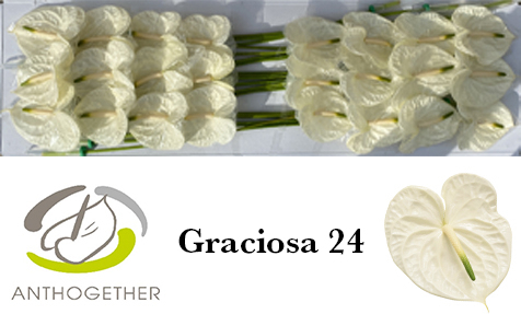 Срезанные цветы оптом Anthurium graciosa 224 от 24шт из Голландии с доставкой по России