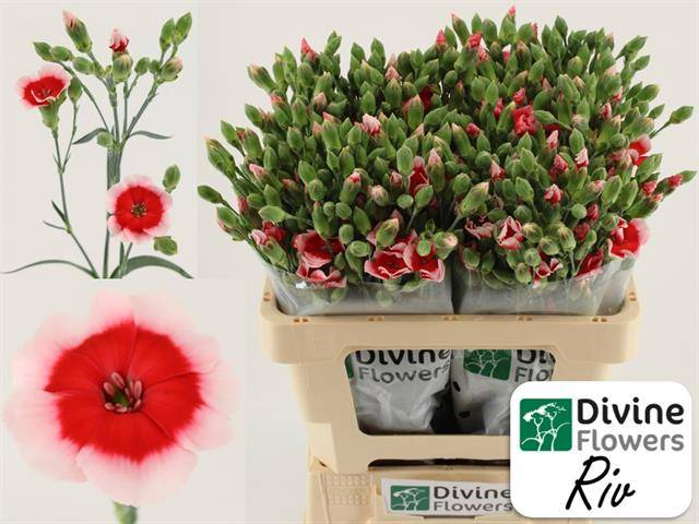 Срезанные цветы оптом Dianthus sp solomio riv от 60шт из Голландии с доставкой по России