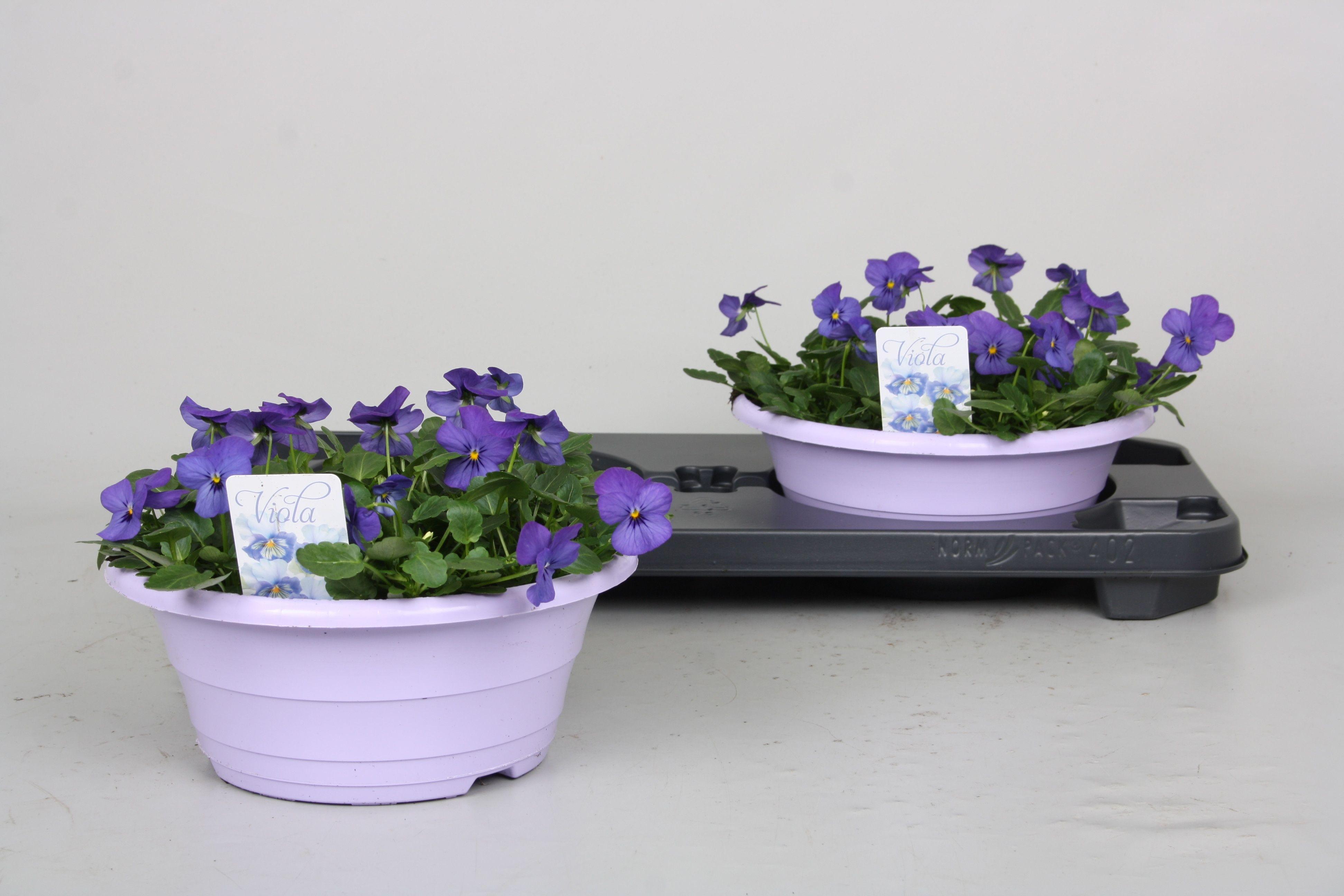 Горшечные цветы и растения оптом Vio Co Pen Blue от 2шт из Голландии с доставкой по России