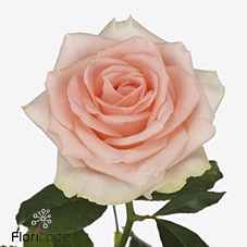 Срезанные цветы оптом Rosa la doris day от 60шт из Голландии с доставкой по России