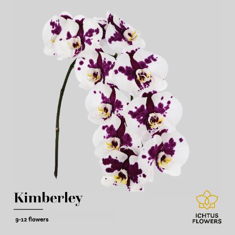 Срезанные цветы оптом Phalaenopsis kimberley (per stem) от 10шт.. из Голландии с доставкой по России