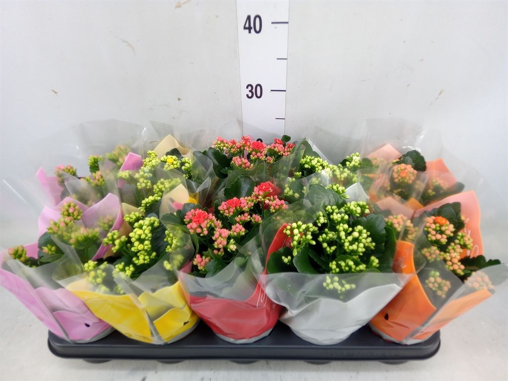 Горшечные цветы и растения оптом Kalanchoe Blos.   ..rosebud Mix  5 от 10шт из Голландии с доставкой по России