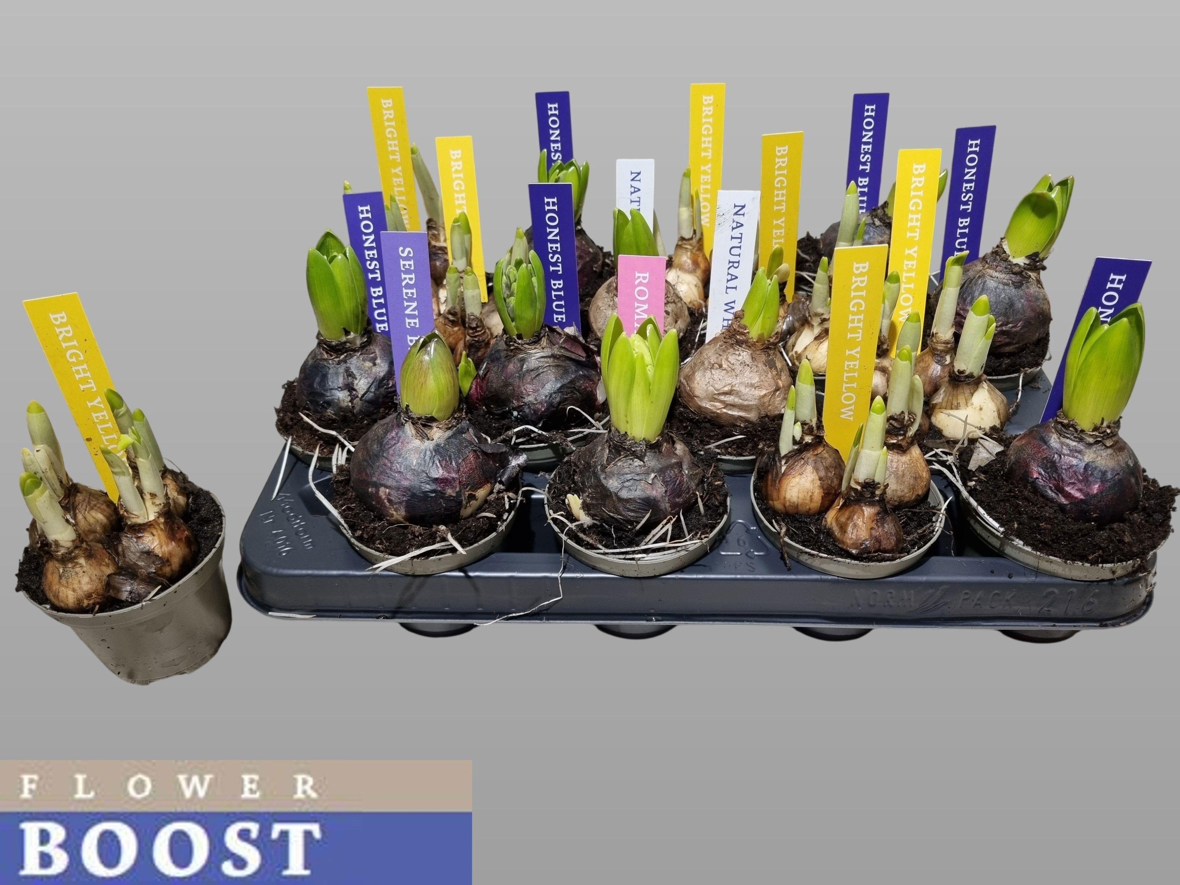 Горшечные цветы и растения оптом Bolbloemen Gem от 16шт (для телеги) из Голландии с доставкой по России