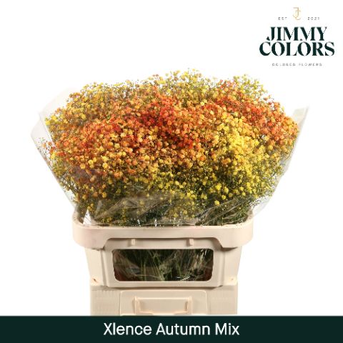 Срезанные цветы оптом Gyps large paint mix autumn от 50шт из Голландии с доставкой по России