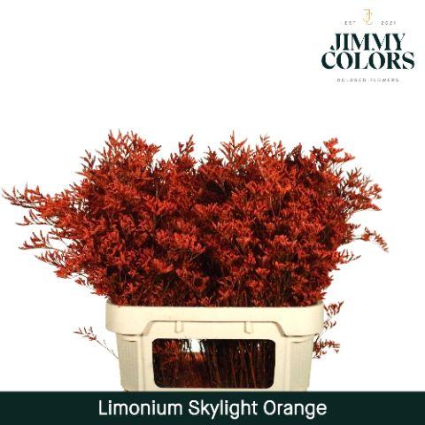 Срезанные цветы оптом Limonium paint orange от 75шт из Голландии с доставкой по России