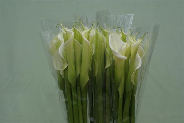 Срезанные цветы оптом Zantedeschia ae innocence от 40шт из Голландии с доставкой по России