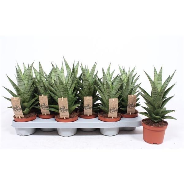 Горшечные цветы и растения оптом Sansevieria Tough Lady от 12шт из Голландии с доставкой по России