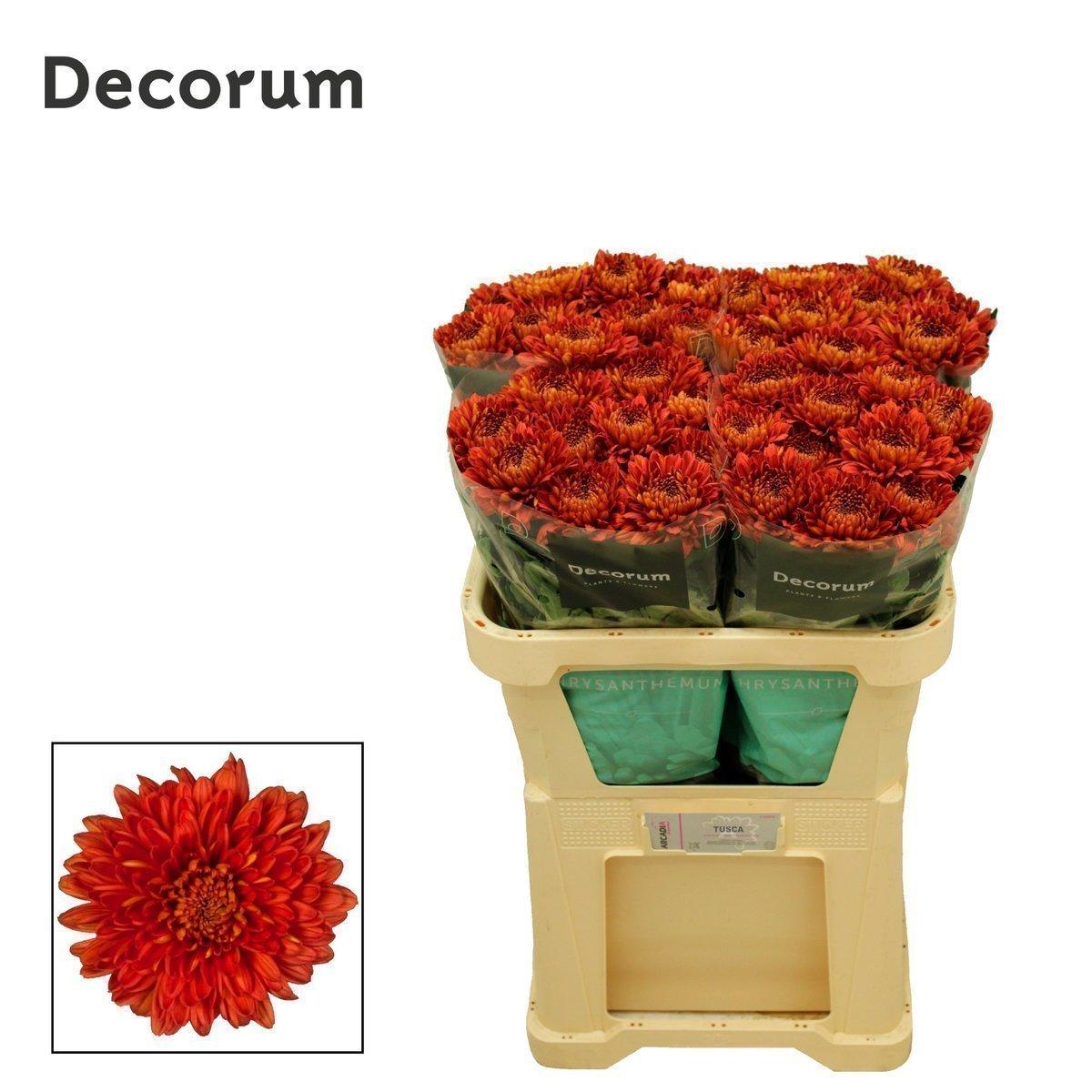 Срезанные цветы оптом Chrys bl tusca от 40шт из Голландии с доставкой по России