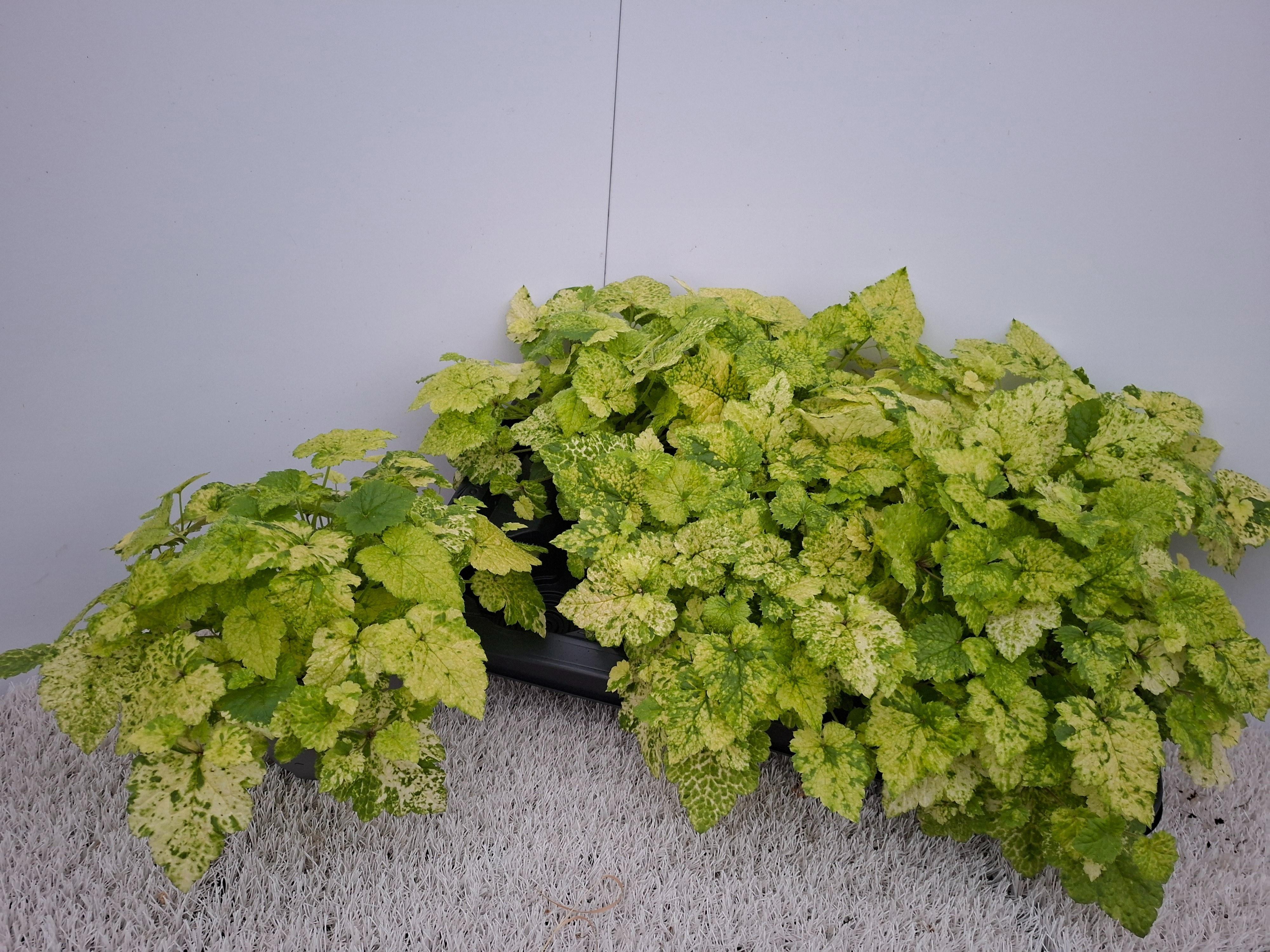 Горшечные цветы и растения оптом Tolmiea M Variegata от 6шт из Голландии с доставкой по России