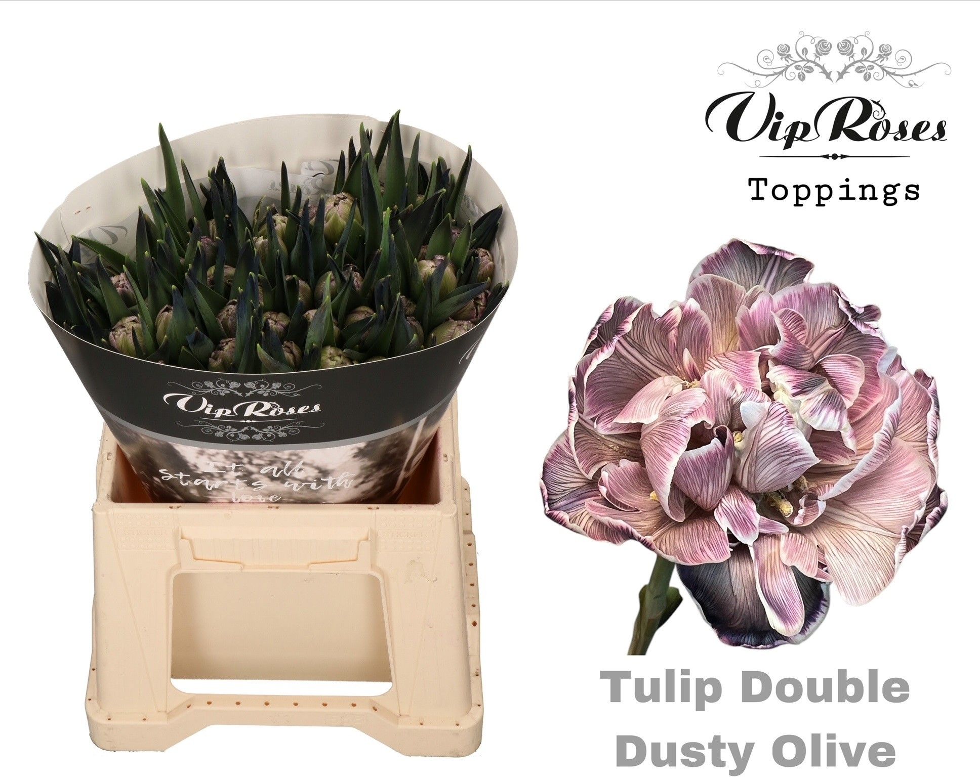 Срезанные цветы оптом Tulipa do paint dusty olive от 50шт из Голландии с доставкой по России