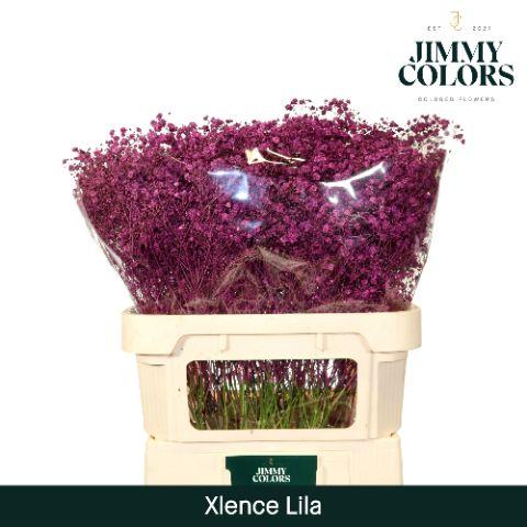 Срезанные цветы оптом Gyps large paint lilac от 25шт из Голландии с доставкой по России