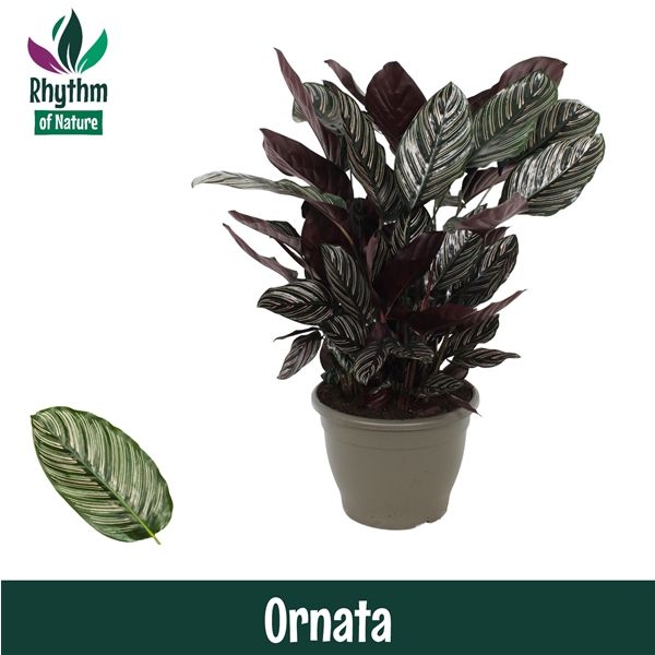 Горшечные цветы и растения оптом Calathea Ornata (rhythm Of Nature) от 1шт из Голландии с доставкой по России