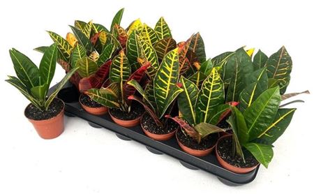 Горшечные цветы и растения оптом Cod Gr Petra от 18шт (для телеги) из Голландии с доставкой по России