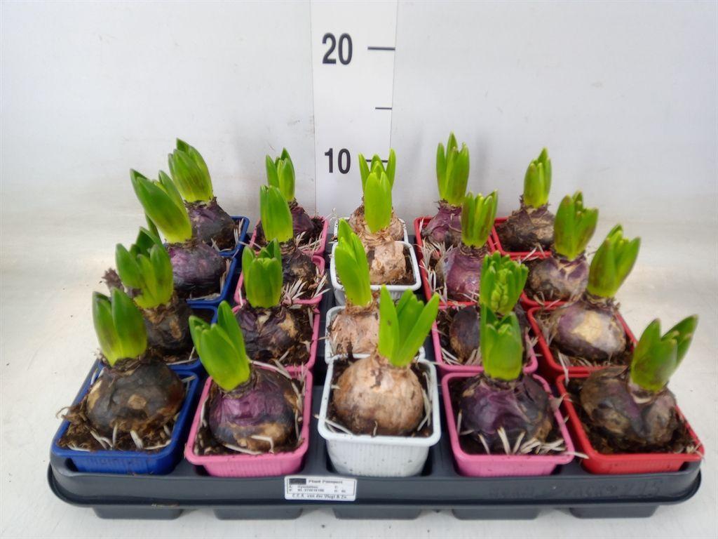 Горшечные цветы и растения оптом Hyacinthus Orie.   ...mix 4 от 20шт (для телеги) из Голландии с доставкой по России