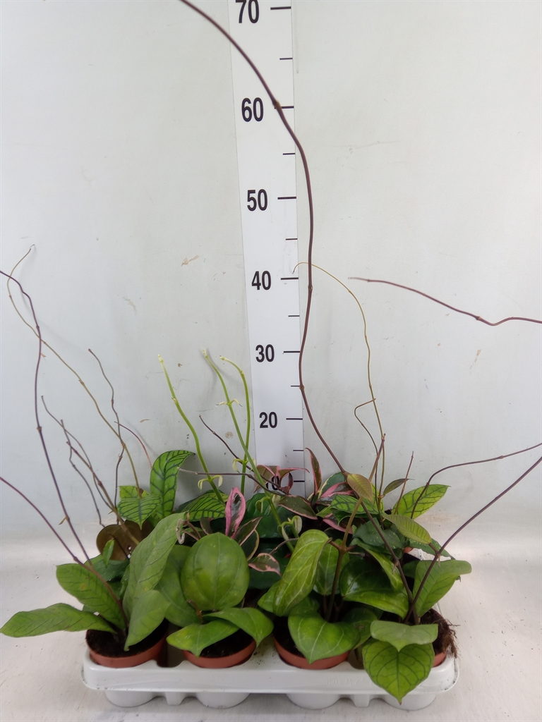 Горшечные цветы и растения оптом Hoya   ...mix от 12шт из Голландии с доставкой по России