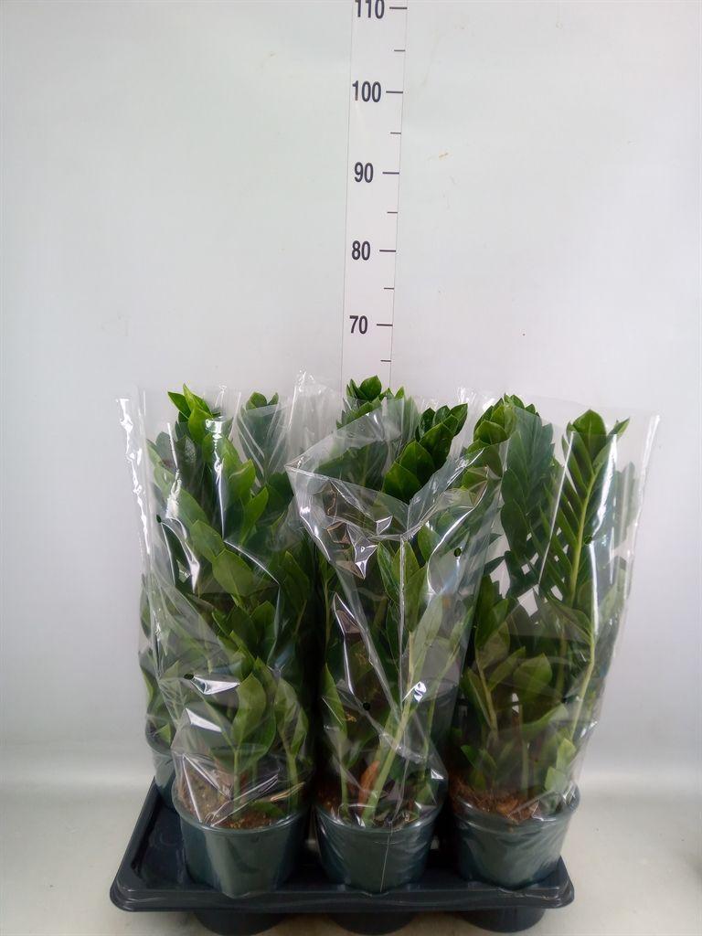 Горшечные цветы и растения оптом Zamioculcas Lucky Classic Shadow 6 от 6шт из Голландии с доставкой по России