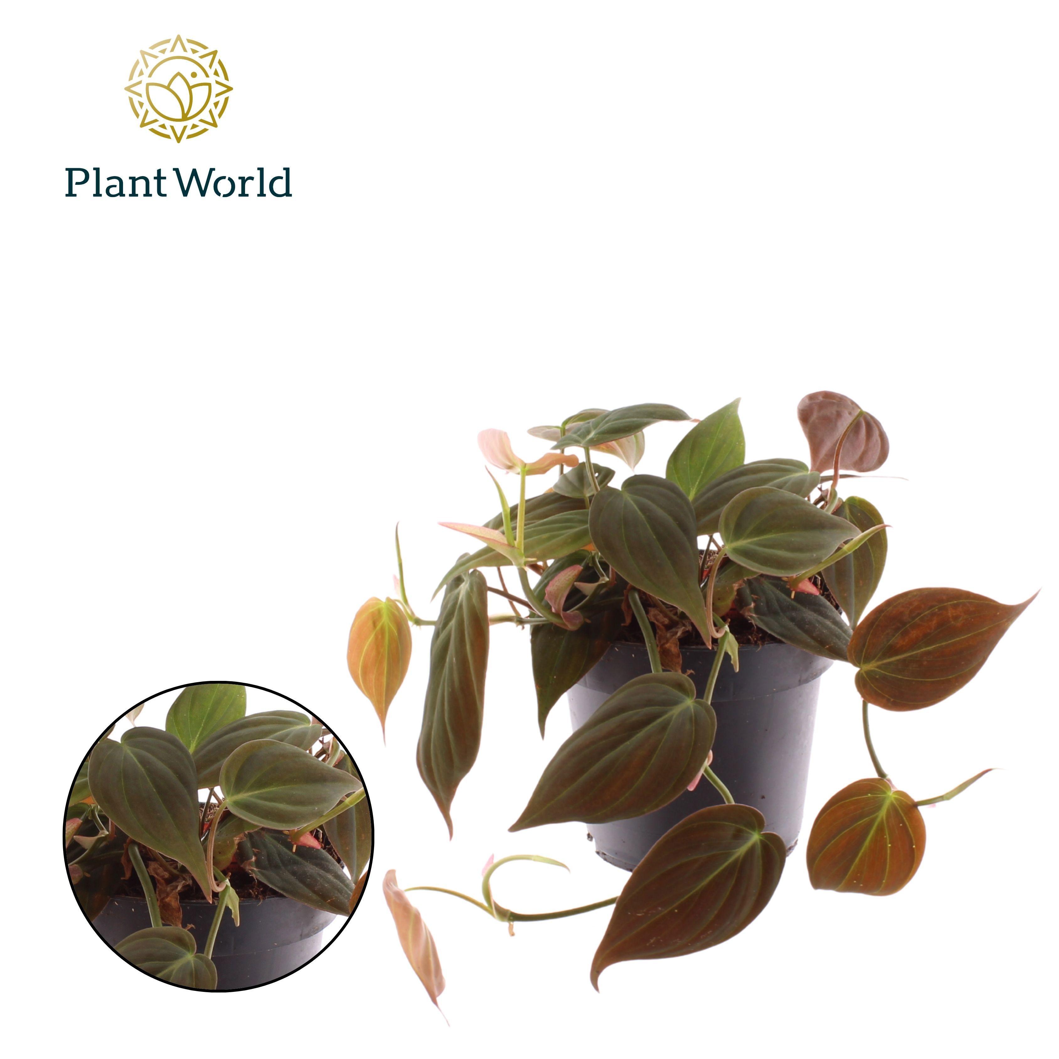 Горшечные цветы и растения оптом Philodendron Scandens Micans от 10шт из Голландии с доставкой по России