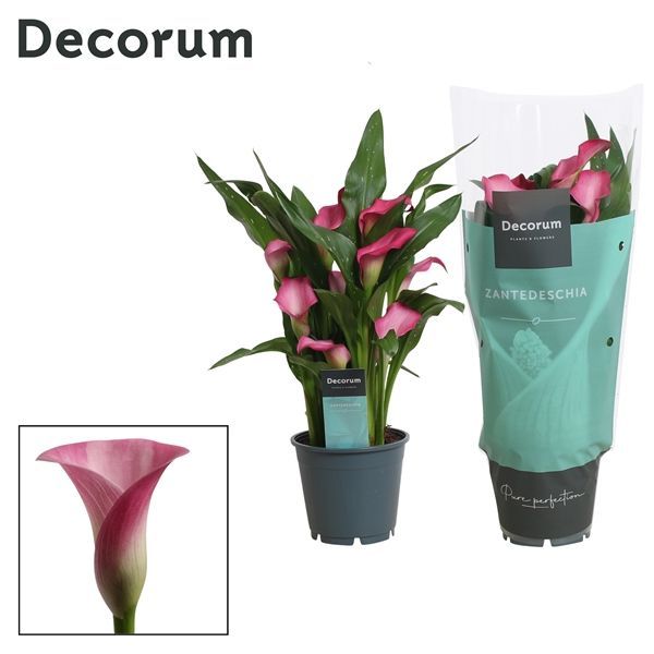 Горшечные цветы и растения оптом Zantedeschia Pink (decorum) от 8шт из Голландии с доставкой по России