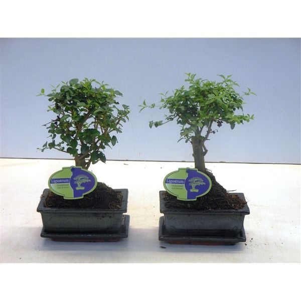 Горшечные цветы и растения оптом Bonsai Ligustrum Sinensis, 15cm., Broom, With Drip от 10шт из Голландии с доставкой по России