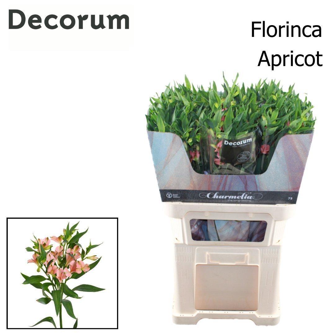 Срезанные цветы оптом Alstroemeria fl charmelia apricot от 50шт из Голландии с доставкой по России