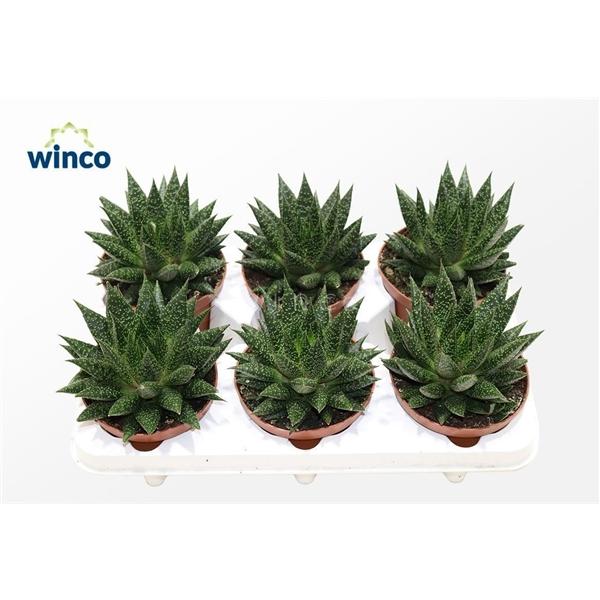 Горшечные цветы и растения оптом Aloe D Due от 6шт из Голландии с доставкой по России