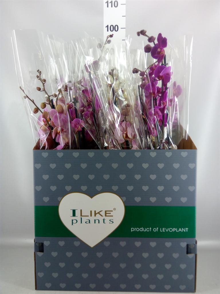 Горшечные цветы и растения оптом Phalaenopsis ...mix от 12шт из Голландии с доставкой по России