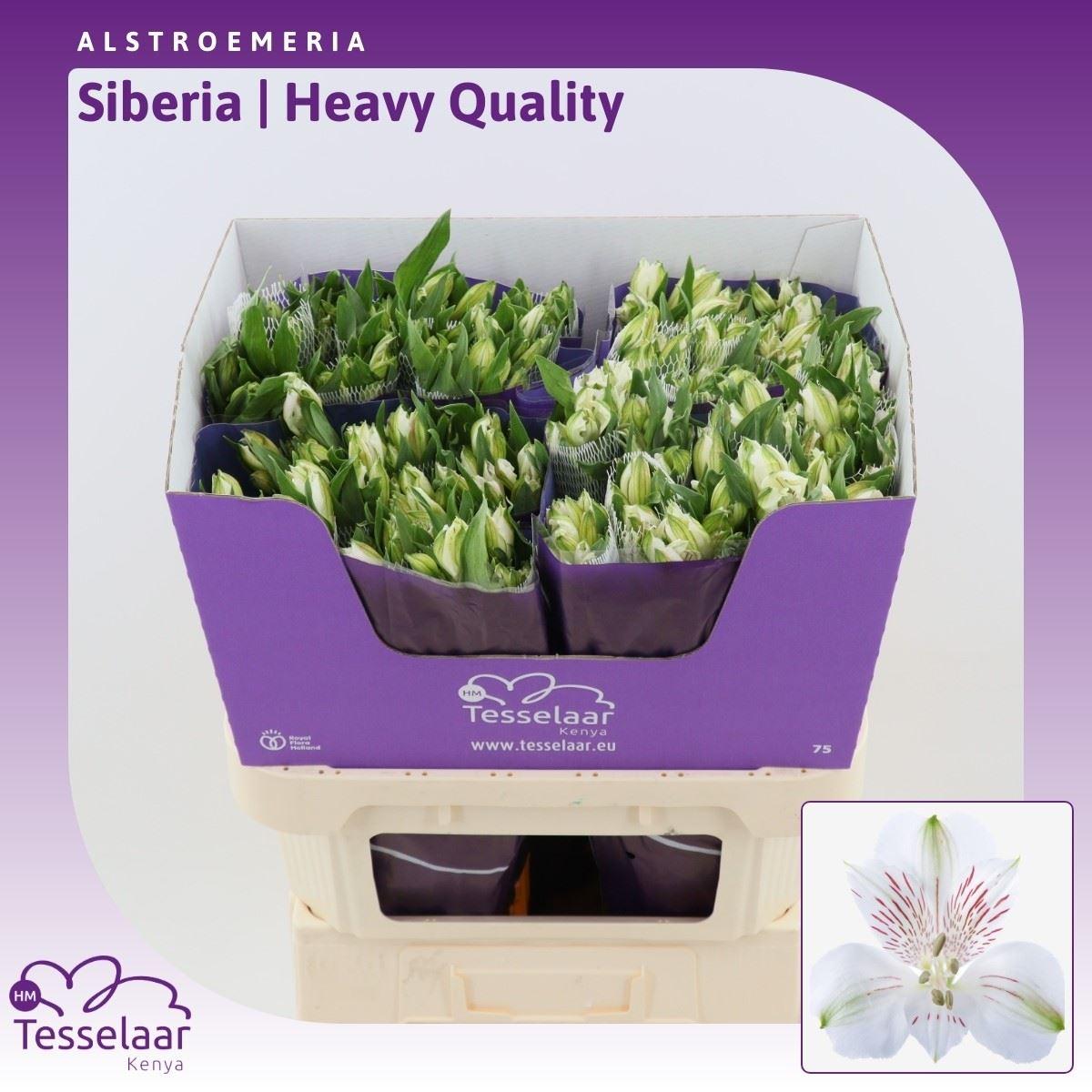 Срезанные цветы оптом Alstroemeria siberia от 40шт из Голландии с доставкой по России