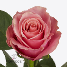 Срезанные цветы оптом Rosa large light pink tacazzi+ от 80шт из Голландии с доставкой по России