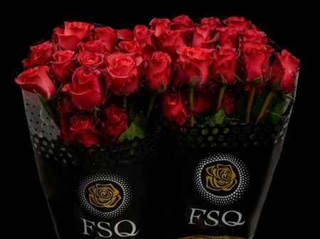 Срезанные цветы оптом Rosa ec matilda от 40шт из Голландии с доставкой по России