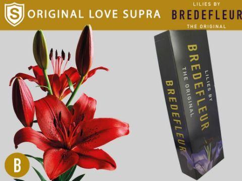 Срезанные цветы оптом Lilium la original love от 50шт из Голландии с доставкой по России