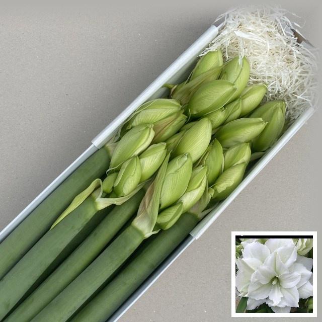 Срезанные цветы оптом Hippeastrum wimbledon от 10шт из Голландии с доставкой по России