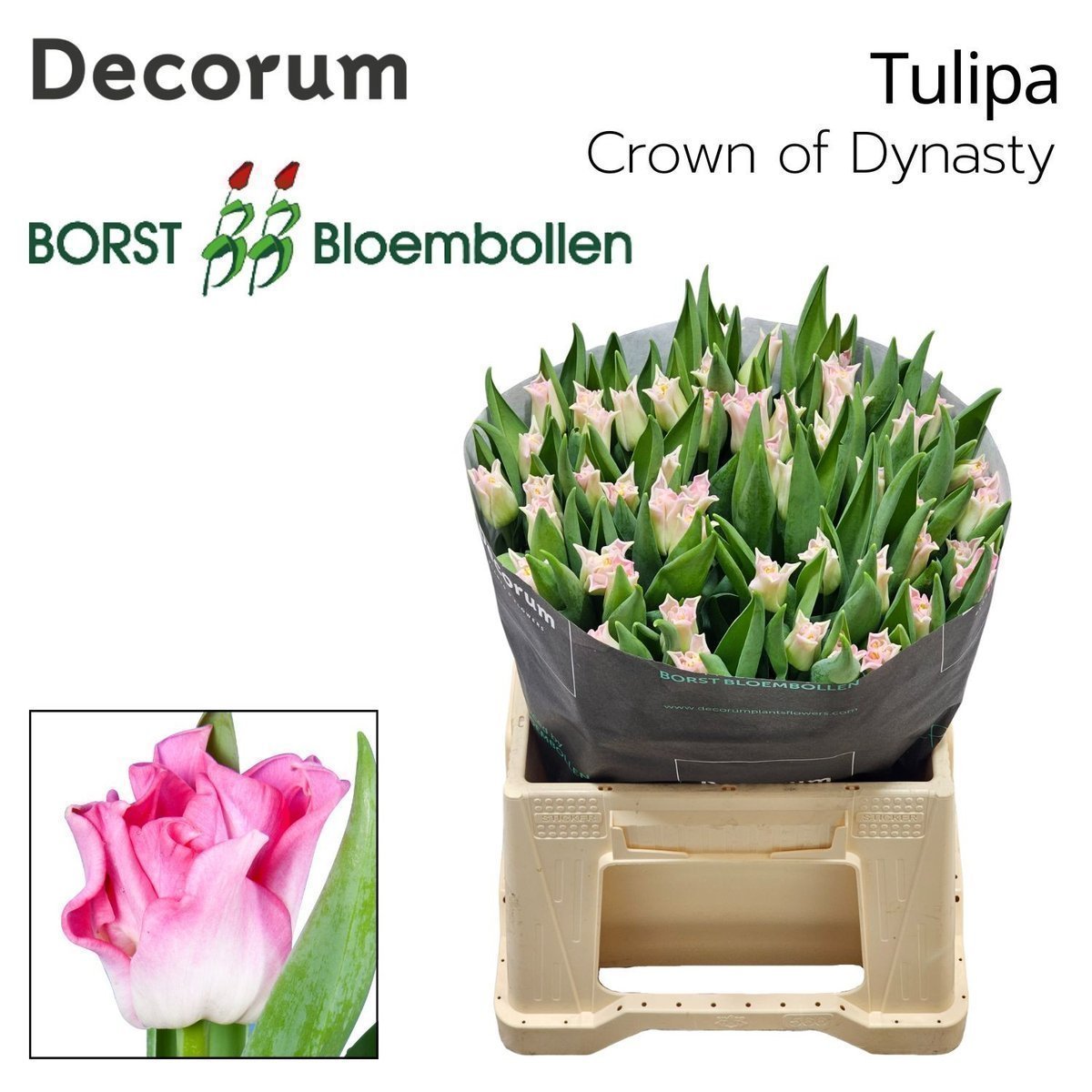 Срезанные цветы оптом Tulipa co crown of dynasty от 50шт из Голландии с доставкой по России