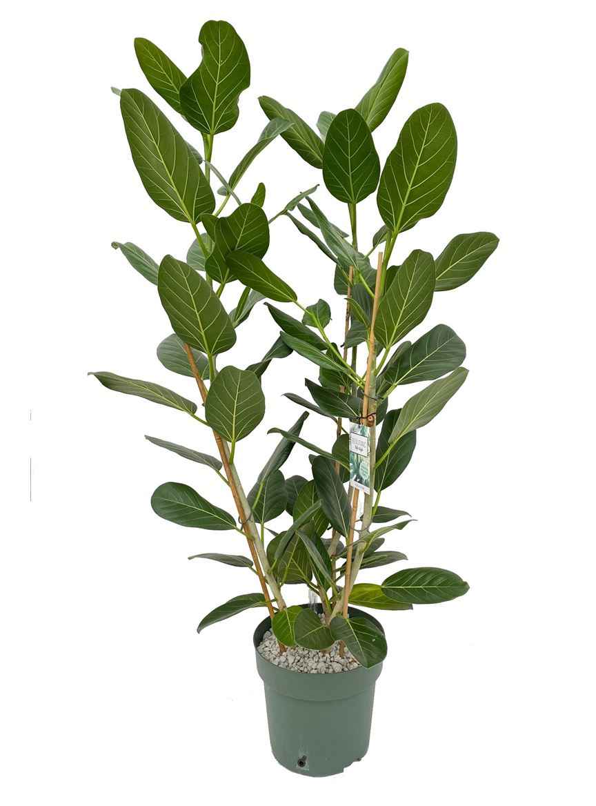 Горшечные цветы и растения оптом Ficus Ben Audrey 3pp от 1шт из Голландии с доставкой по России
