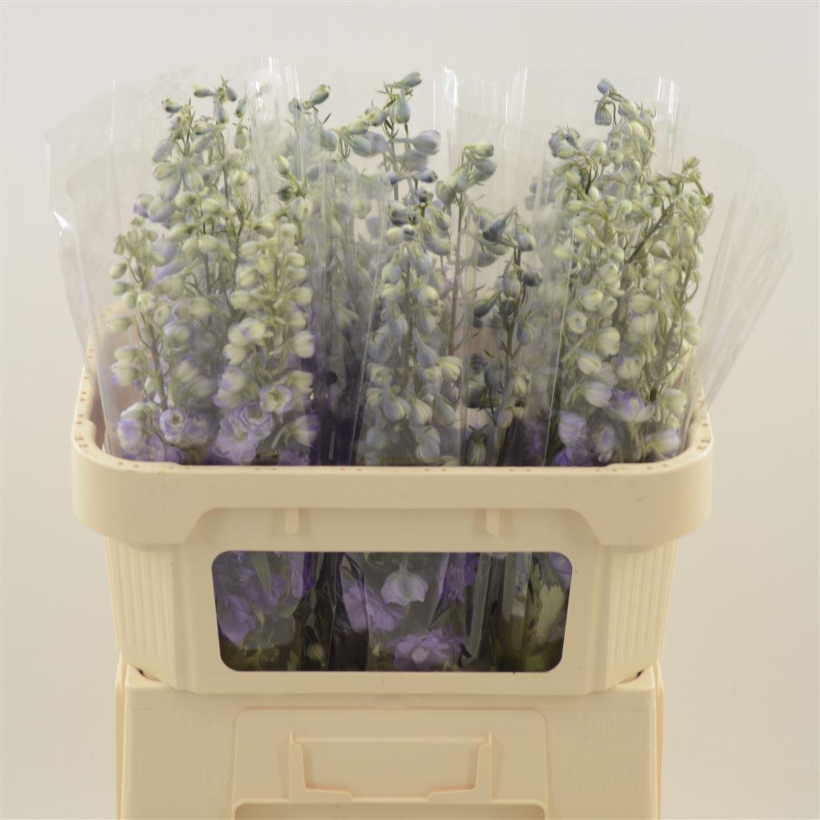 Срезанные цветы оптом Delphinium el dev purple heart от 30шт из Голландии с доставкой по России