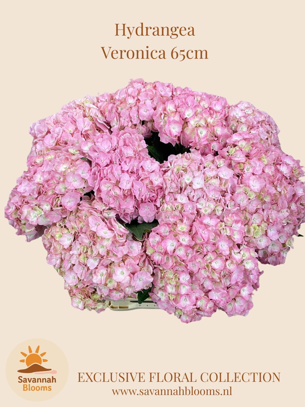Срезанные цветы оптом Hydrangea veronica от 10шт из Голландии с доставкой по России