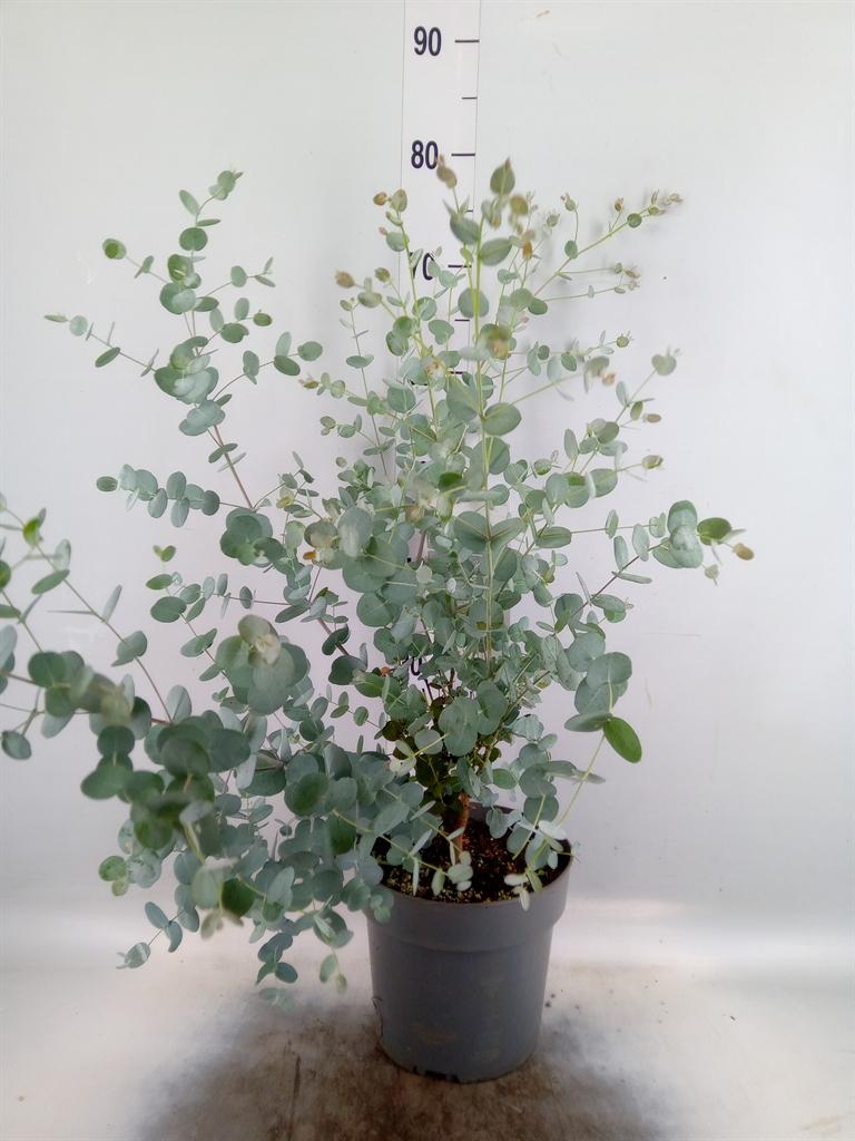 Горшечные цветы и растения оптом Eucalyptus Gunnii от 1шт из Голландии с доставкой по России