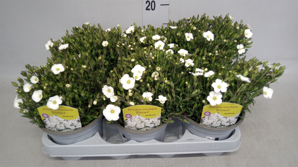 Горшечные цветы и растения оптом Arenaria Montana от 6шт из Голландии с доставкой по России