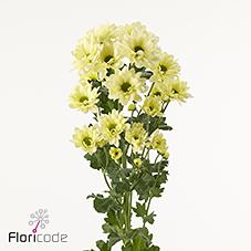 Срезанные цветы оптом Chrys sp resq cream от 80шт из Голландии с доставкой по России