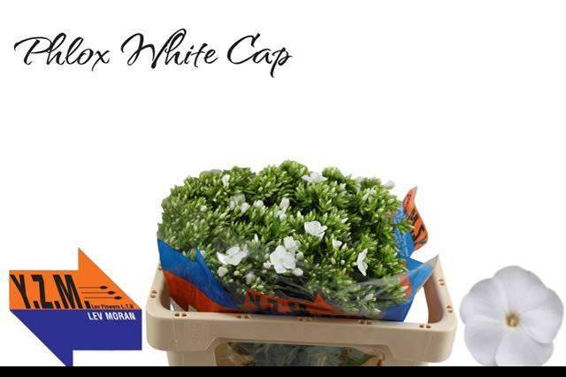 Срезанные цветы оптом Phlox whitecap от 50шт из Голландии с доставкой по России