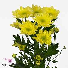 Срезанные цветы оптом Chrys sp radost yellow от 80шт из Голландии с доставкой по России